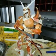 Magnificent Mosquito